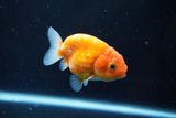 Ranchu  Sakura 3 Inch (ID#1004R5c-84) Free2Day SHIPPING