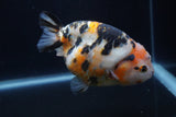 Milk Cow Ranchu  Calico 5 Inch (ID#1231R10c-86) Free2Day SHIPPING