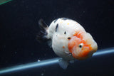 Jumbo Ranchu  Calico 6 Inch (ID#1224R14a-100)