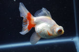 Butterfly  Calico 3.5 Inch (ID#304B8b-44) Free2Day SHIPPING
