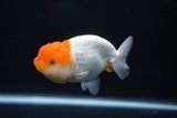 Juvenile Lionchu  Red White 3.5 Inch (ID#1004R11a-25) Free2Day SHIPPING