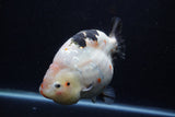 Jumbo Ranchu  Calico 6 Inch (ID#1224R14a-100)