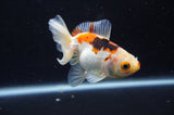 Juvenile Thai Oranda  Tricolor 3.5 Inch (ID#408T13b-60) Free2Day SHIPPING