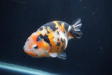 Milk Cow Ranchu  Calico 5 Inch (ID#1231R10c-86) Free2Day SHIPPING