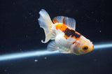 Juvenile Thai Oranda  Tricolor 3.5 Inch (ID#408T13b-60) Free2Day SHIPPING