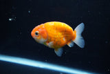 Ranchu  Sakura 3 Inch (ID#1004R5c-84) Free2Day SHIPPING