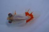 Butterfly  Calico 3.5 Inch (ID#304B8b-44) Free2Day SHIPPING