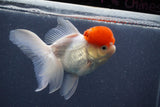 Thai Oranda  Red Cap 5 Inch (ID#1011To13a-46) Free2Day SHIPPING