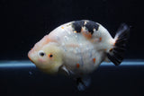 Jumbo Ranchu  Calico 6 Inch (ID#1224R14a-100)