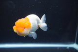 Juvenile Lionchu  Red White 3.5 Inch (ID#1004R11a-25) Free2Day SHIPPING