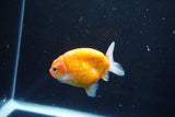 Ranchu  Sakura 3 Inch (ID#1004R5c-84) Free2Day SHIPPING