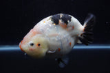 Jumbo Ranchu  Calico 6 Inch (ID#1224R14a-100)