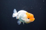 Juvenile Lionchu  Red White 3.5 Inch (ID#1004R11a-25) Free2Day SHIPPING