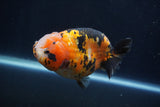 Milk Cow Ranchu  Calico 4.5 Inch (ID#1231R10c-87) Free2Day SHIPPING