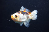 Juvenile Thai Oranda  Tricolor 3.5 Inch (ID#408T13b-60) Free2Day SHIPPING