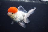 Thai Oranda  Red Cap 5 Inch (ID#1011To13a-46) Free2Day SHIPPING