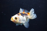 Juvenile Thai Oranda  Tricolor 3.5 Inch (ID#408T13b-60) Free2Day SHIPPING