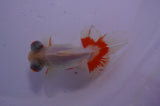 Butterfly  Calico 3.5 Inch (ID#304B8b-44) Free2Day SHIPPING