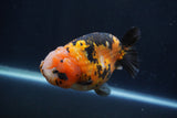 Milk Cow Ranchu  Calico 4.5 Inch (ID#1231R10c-87) Free2Day SHIPPING