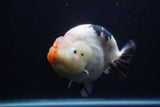 Jumbo Ranchu  Calico 6 Inch (ID#1224R14a-100)