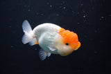 Juvenile Lionchu  Red White 3.5 Inch (ID#1004R11a-25) Free2Day SHIPPING