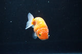 Ranchu  Sakura 3 Inch (ID#1004R5c-84) Free2Day SHIPPING