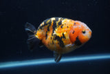 Milk Cow Ranchu  Calico 4.5 Inch (ID#1231R10c-87) Free2Day SHIPPING