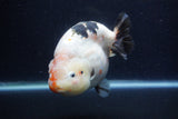 Jumbo Ranchu  Calico 6 Inch (ID#1224R14a-100)