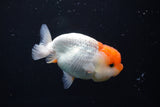 Juvenile Lionchu  Red White 3.5 Inch (ID#1004R11a-25) Free2Day SHIPPING