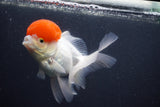 Thai Oranda  Red Cap 5 Inch (ID#1011To13a-46) Free2Day SHIPPING