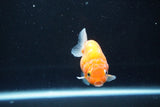 Ranchu  Sakura 3 Inch (ID#1004R5c-84) Free2Day SHIPPING