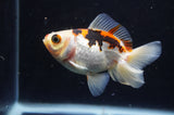 Juvenile Thai Oranda  Tricolor 3.5 Inch (ID#408T13b-60) Free2Day SHIPPING