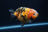 Milk Cow Ranchu  Calico 4.5 Inch (ID#1231R10c-87) Free2Day SHIPPING