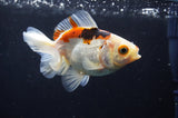 Juvenile Thai Oranda  Tricolor 3.5 Inch (ID#408T13b-60) Free2Day SHIPPING