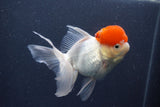 Thai Oranda  Red Cap 5 Inch (ID#1011To13a-46) Free2Day SHIPPING