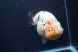 Jumbo Ranchu  Calico 6 Inch (ID#1224R14a-100)