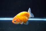 Ranchu  Sakura 3 Inch (ID#1004R5c-84) Free2Day SHIPPING