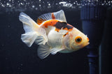 Juvenile Thai Oranda  Tricolor 3.5 Inch (ID#408T13b-60) Free2Day SHIPPING