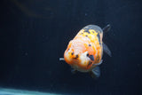 Milk Cow Ranchu  Calico 4.5 Inch (ID#1231R10c-87) Free2Day SHIPPING