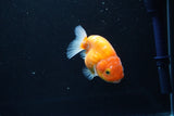 Ranchu  Sakura 3 Inch (ID#1004R5c-84) Free2Day SHIPPING