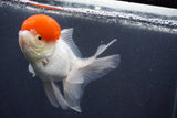 Thai Oranda  Red Cap 5 Inch (ID#1011To13a-46) Free2Day SHIPPING