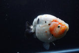 Jumbo Ranchu  Calico 6 Inch (ID#1224R14a-100)