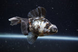 Butterfly  Calico 3.5 Inch (ID#304B8b-45) Free2Day SHIPPING