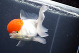 Thai Oranda  Red Cap 5 Inch (ID#1011To13a-46) Free2Day SHIPPING