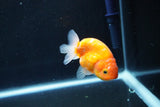 Ranchu  Sakura 3 Inch (ID#1004R5c-84) Free2Day SHIPPING