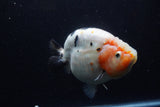 Jumbo Ranchu  Calico 6 Inch (ID#1224R14a-100)