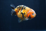 Milk Cow Ranchu  Calico 4.5 Inch (ID#1231R10c-87) Free2Day SHIPPING