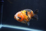 Milk Cow Ranchu  Calico 4.5 Inch (ID#1231R10c-87) Free2Day SHIPPING