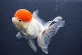 Thai Oranda  Red Cap 5 Inch (ID#1011To13a-46) Free2Day SHIPPING