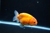 Ranchu  Sakura 3 Inch (ID#1004R5c-84) Free2Day SHIPPING